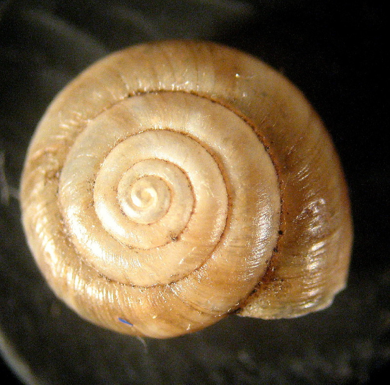 Urticicola ventouxiana